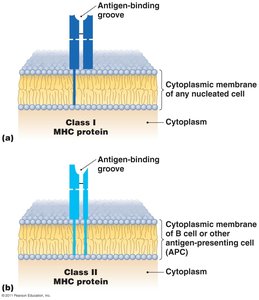 Diagram of MHC class I and II proteins