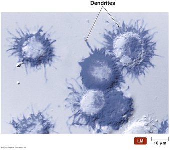 Dendritic cells under light microscope