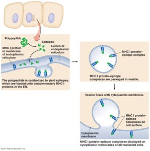 Processing of endogenous antigens for MHC I presentation