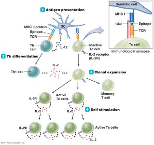 Activation of cytotoxic T cells