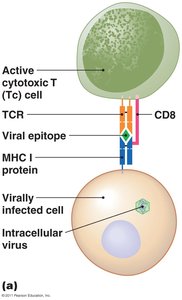 Cell-mediated immune response: T cell and target cell interaction