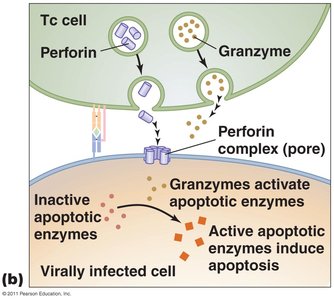 Mechanism of cytotoxic T cell killing: perforin and granzyme pathway