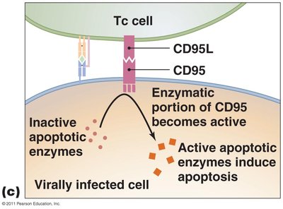 Mechanism of cytotoxic T cell killing: CD95 pathway
