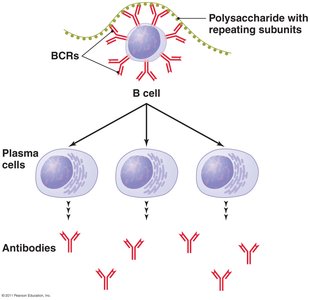 T-independent antigen activation of B cells