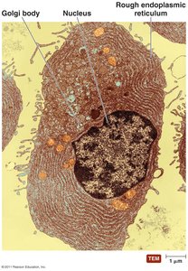 Plasma cell under electron microscope
