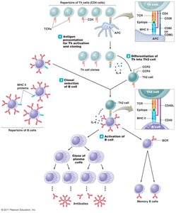 T-dependent humoral immune response
