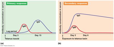 Production of humoral immune responses and immunological memory