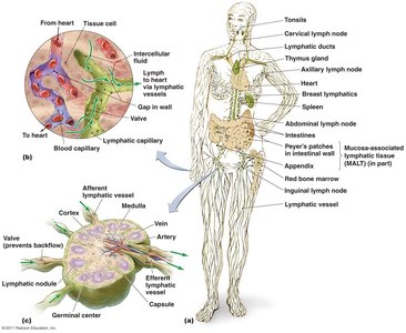 Diagram of the lymphatic system and lymphoid organs