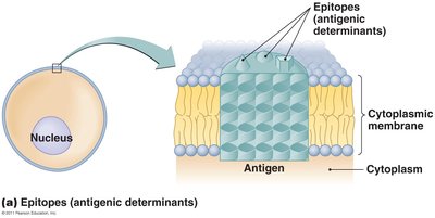 Diagram of antigen and epitopes