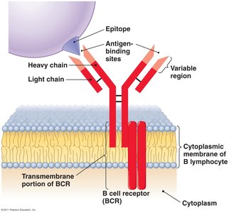 Structure of B cell receptor (BCR)