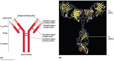 Basic antibody structure