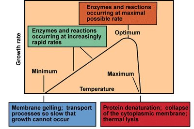 Graph showing minimum, optimum, and maximum growth temperatures and their effects on microbial growth rate