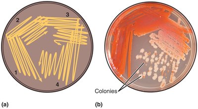 Streak plate showing isolated colonies