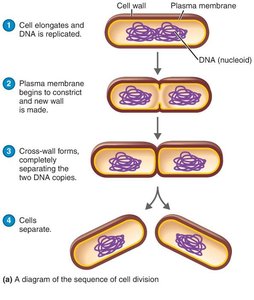 Diagram of binary fission in bacteria