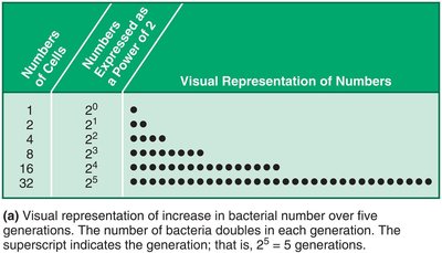 Visual representation of exponential increase in bacterial numbers