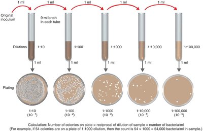 Serial dilution and plate count method for estimating bacterial numbers