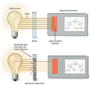 Spectrophotometer setup for measuring turbidity of bacterial cultures