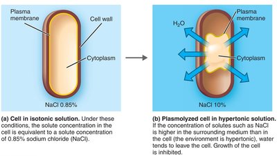Diagram showing isotonic and hypertonic effects on bacterial cells