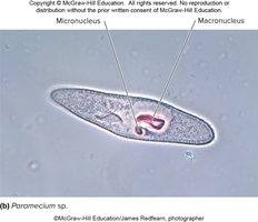 Phase-contrast microscopy of Paramecium sp.