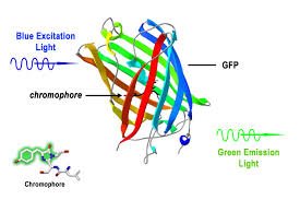 Fluorescent protein excitation and emission