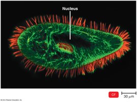 Confocal microscopy of Paramecium sp.
