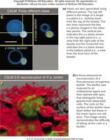 Confocal microscopy 3D reconstruction