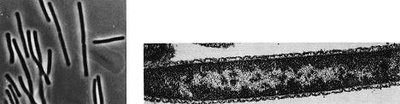 Microscopic image of Thermus aquaticus
