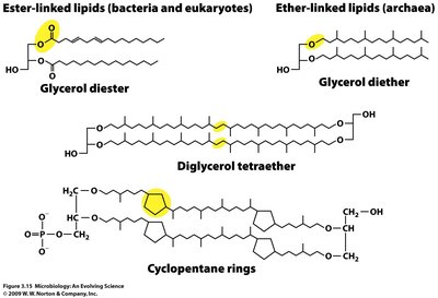 Membrane lipid adaptations in bacteria, eukaryotes, and archaea