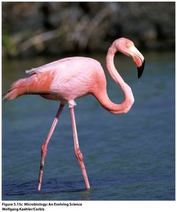 Alkaliphilic microorganism under the microscope