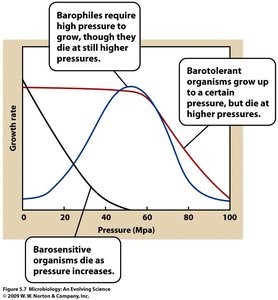 Growth rate of microbes at different pressures