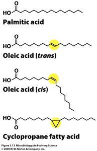 Types of fatty acids in microbial membranes