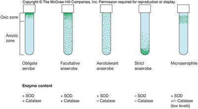 Oxygen tolerance and enzyme content in different microbes