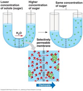 Osmosis across a selectively permeable membrane