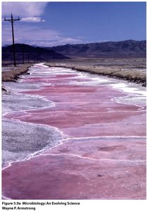 Salt-rich environment inhabited by halophiles