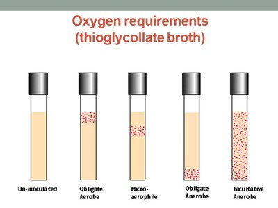 Streak plate method for isolating pure cultures