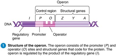 Structure of the lac operon