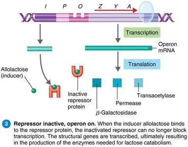 Repressor inactive, operon on