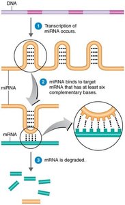 microRNAs control gene expression