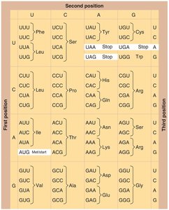 Genetic code table: codons and amino acids