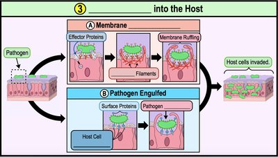Mechanisms of invasion: membrane ruffling and engulfment