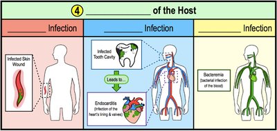 Types of infection: local, focal, systemic
