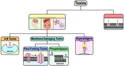 Classification of toxins: A-B, membrane-damaging, superantigens