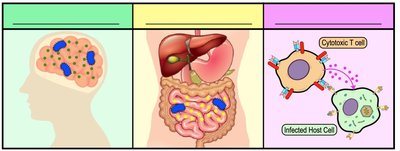 Types of exotoxins: neurotoxins, enterotoxins, cytotoxins