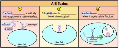 A-B toxin mechanism