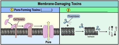 Membrane-damaging toxins: pore-forming and phospholipases