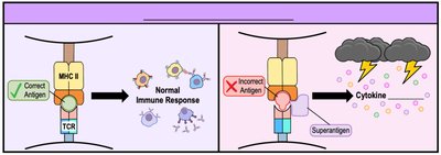 Superantigen mechanism and cytokine storm