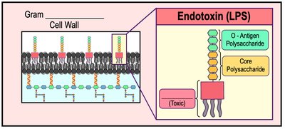 Endotoxin structure: LPS and Lipid A