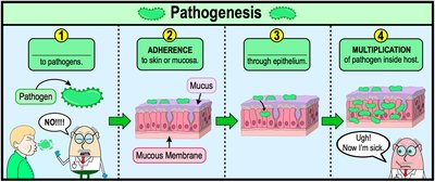 Overview of pathogenesis steps