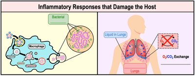 Inflammatory responses that damage the host