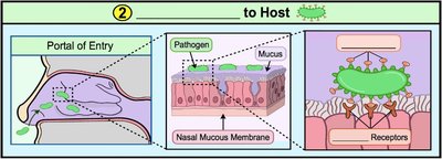 Adhesion to host via mucous membrane and receptors
